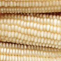 Maize