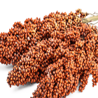 Sorghum